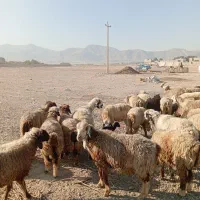 گوسفند داشتی|حیوانات مزرعه|کوار, |دیوار