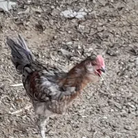 جوجه خروس و مرغ گلین طوسی
