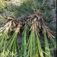 پاجوش  نخل برحی   افروخ نخل برحی