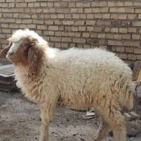 بره نر حمیدیه