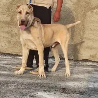 شاه توله5ماه خراسانی استسنایی