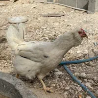 مرغ ریشی