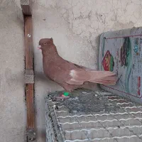 زرد نر کاکل و سینه الماسی و گلی پلاکی