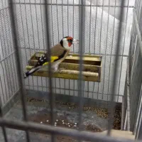 سهره لرستان یه ماه قفس و گردن کلفت|پرنده|چهارباغ, |دیوار