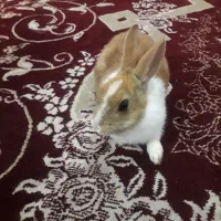 خرگوش بازیگوش