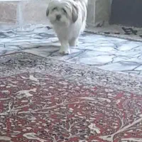 سگ شیتزو تربیت شده