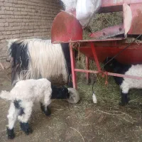 فروش‌یونجه
