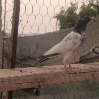 پاکستانی‌ (تیدی)