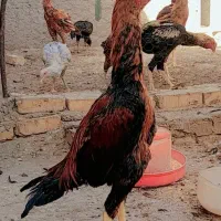 جوجه خروس لاری ۵ ماهه اصیل