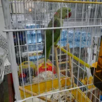 شاه طوطی نر
