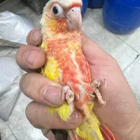 خرید و فروش انواع طوطی سرلاکی|پرنده|ارومیه, |دیوار