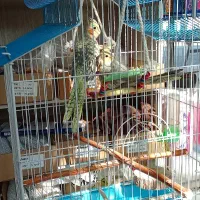 عروس هلندی|پرنده|هشتگرد, شهرک بعثت|دیوار