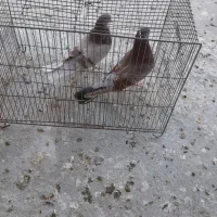 یک جفت نر و ماده ی سرور