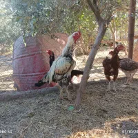 جوجه لاری افغان۲ نیم ماهه|حیوانات مزرعه|منجیل, |دیوار