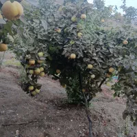 به درجه یک|خوردنی و آشامیدنی|موچش, |دیوار