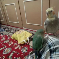 عروس هلندی و کتوله دستی سخنگو