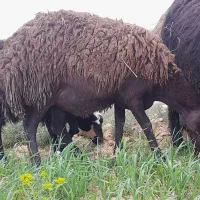 میش ابستن