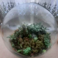 تراریوم  کاکتوس|گل و گیاه طبیعی|شهریار, شهریار|دیوار