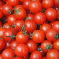 بذر گوجه|گل و گیاه طبیعی|دشت ذهاب, |دیوار