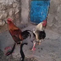 خروس محلی