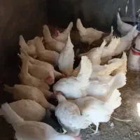 مرغ تخمگذار|حیوانات مزرعه|قم, دورشهر|دیوار