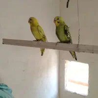 طوطی برزیلی مرغ عشق مولد باتخم وجوجه معاوضه باهرچی|پرنده|کرج, فاز ۵ مهرشهر|دیوار