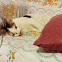 واگذاری گربه|گربه|بوکان, |دیوار