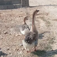 قو غاز معاوضه با بوقلمون|حیوانات مزرعه|یاسوج, |دیوار