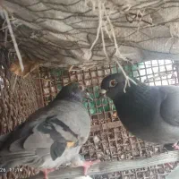 دوتا جفت کبوتر رو تخم