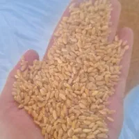 گندم مهرگان بوجاری شده