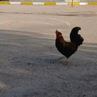 مرغ وخروس