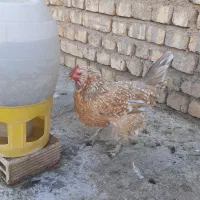 مرغ رنگ خاص گلین|حیوانات مزرعه|مبارکه, |دیوار