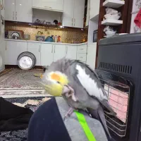 طوطی پاریس جفت|پرنده|چمران, |دیوار