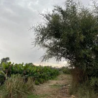 زمین کشاورزی بهترین قیمت