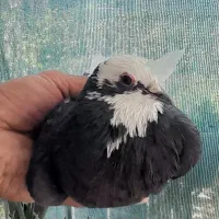 کبوتر پرشی|پرنده|ابریشم, |دیوار