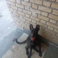 سگ ماده فروشی