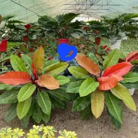 فیلندرون پرتقالی غول پیکر