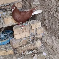 دم سفید ماده