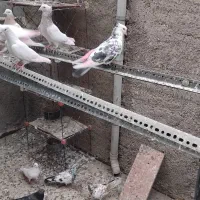 کفتر سرور سنگی و ارشینگل فروشی|پرنده|اسلامشهر, شهرک احمدیه|دیوار