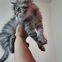 گربه اسکاتیش|گربه|آبادان, |دیوار