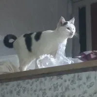گربه خانگی ماده
