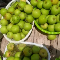 سیب سبزخوش طعم ملس وشیرین