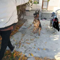 گرگی ژرمن نر اصل.باشناسنامه...