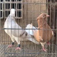 دم سفید|پرنده|قم, انسجام|دیوار