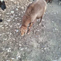 بره شیری و کهره چاق برا کشت