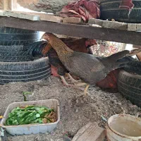 مرغ خروس|حیوانات مزرعه|رفسنجان, |دیوار