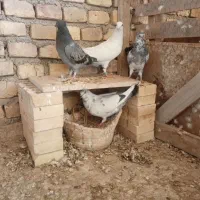 کبوتر|پرنده|یزد, |دیوار