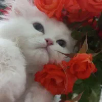 بچه گربه چشم رنگی