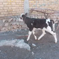 یک عدد گوساله ویک عدد گاو|حیوانات مزرعه|بدره, |دیوار