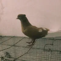 زرد دم سفید ماده|پرنده|عطاملک, |دیوار